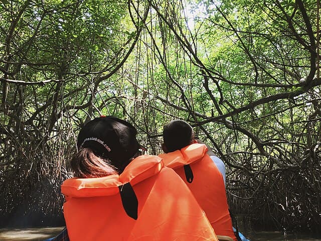 Mangrove boat safari