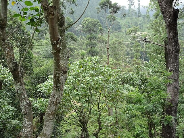 Misty cloud forest