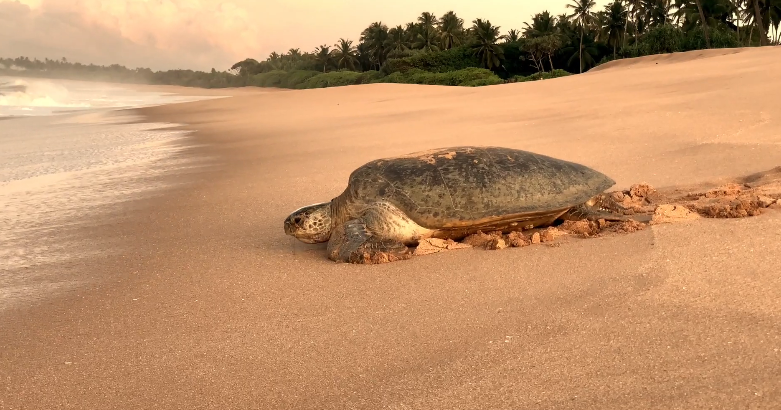 Rekawa Turtle Beach