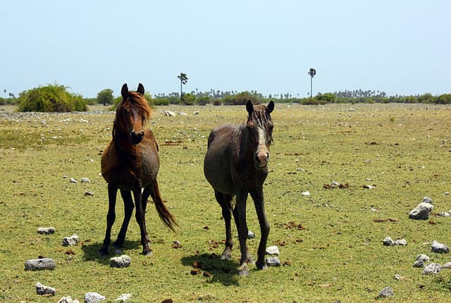 Delft Island
