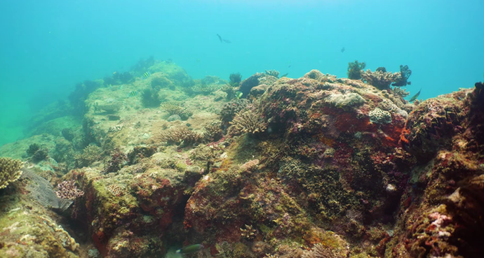 Snorkelling