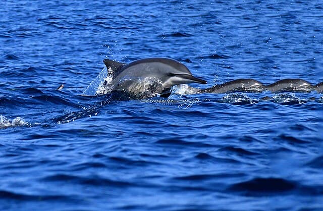Dolphin safari
