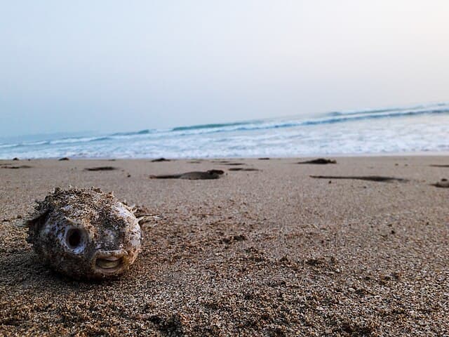 Nilaveli coast
