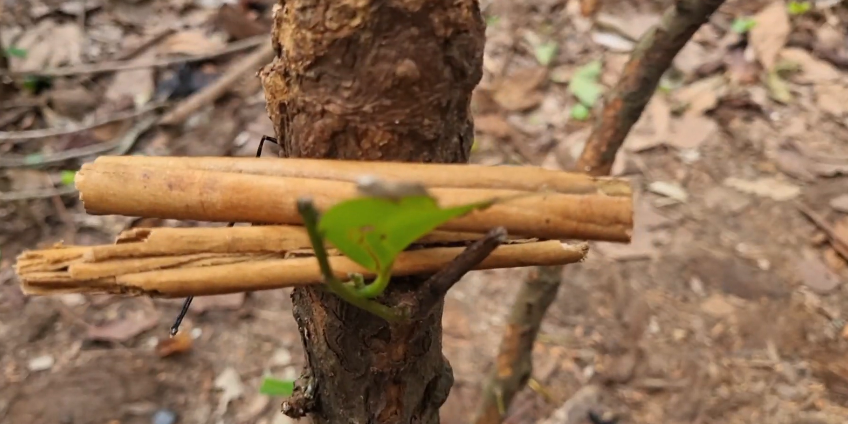 Cinnamon bark