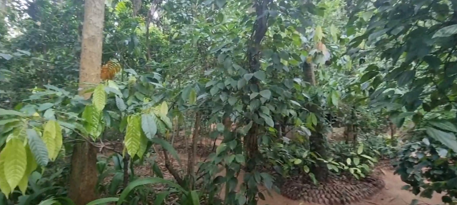 Spice Garden Experience overview
