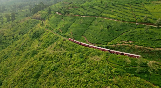 Tea estate view
