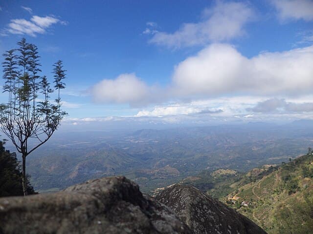 Viewpoint