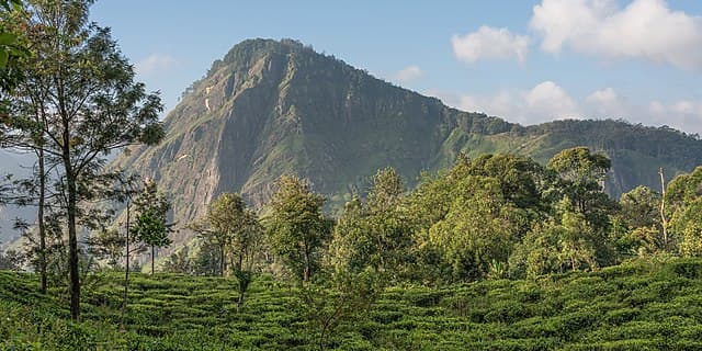 Tea estate trail