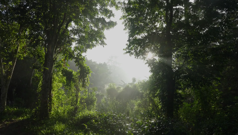 Sinharaja Rainforest Walk overview