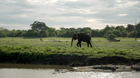 Udawalawe Elephant Safari overview