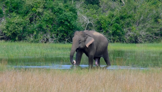 Wilpattu Jeep Safari overview