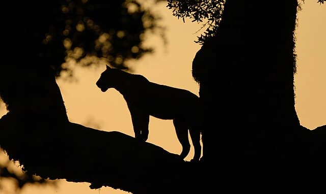 Night Safari — Yala overview