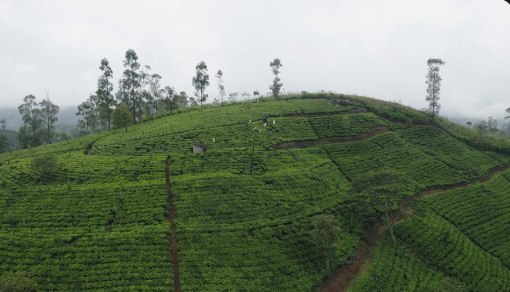 Tea estates around Hatton