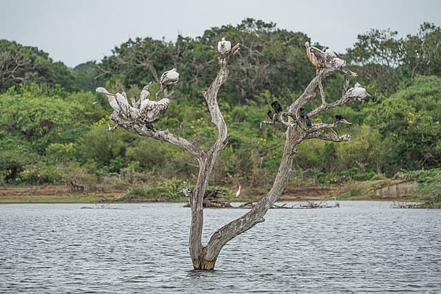Birds over Bundala lagoon