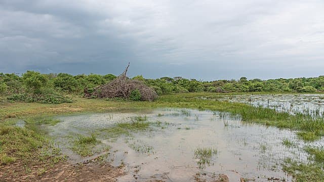 Safari jeep near wetlands