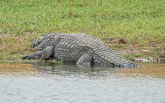 Crocodile near the lagoon