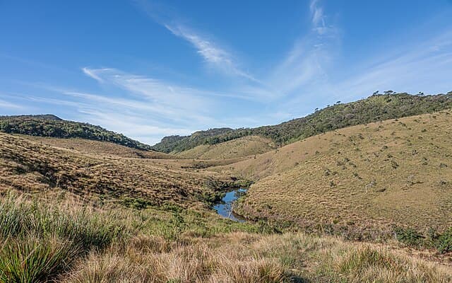Horton Plains grasslands