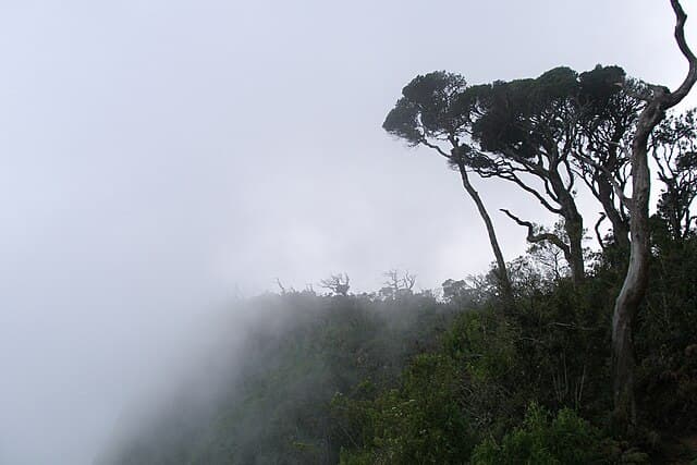 Cloud forest trail