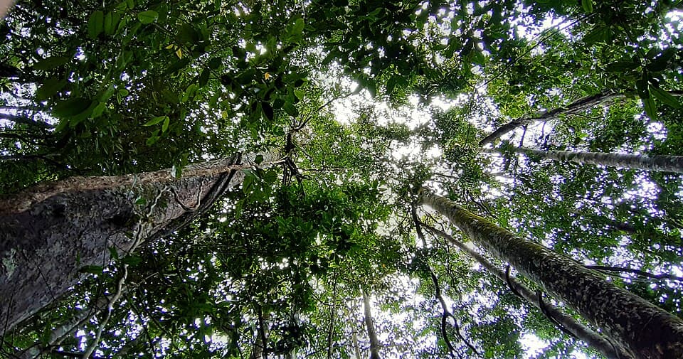 Forest canopy