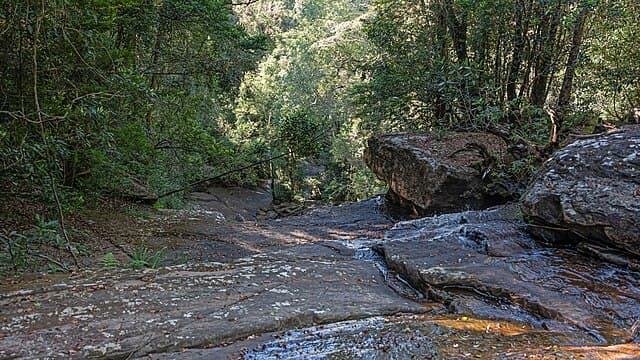 Rainforest stream