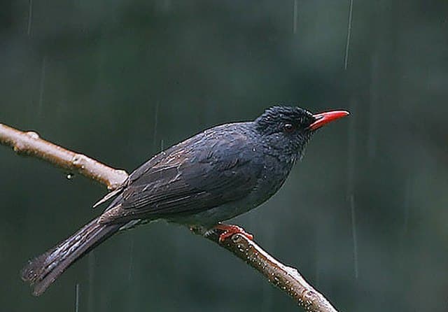 Endemic birdlife