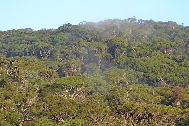 Rainforest foliage