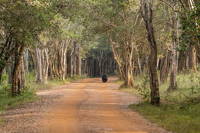 Safari jeep in Wilpattu