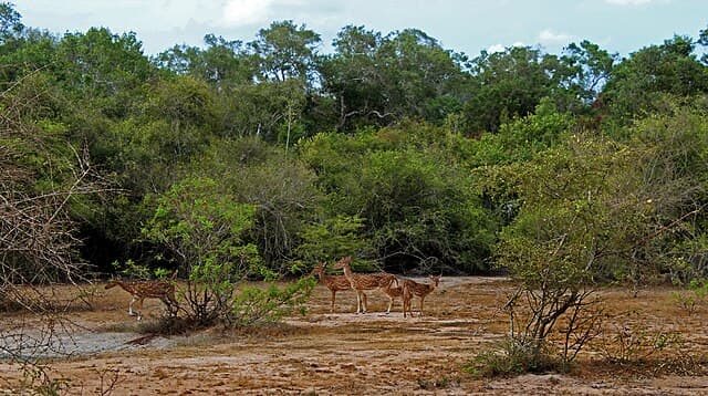 Wilpattu forest landscape