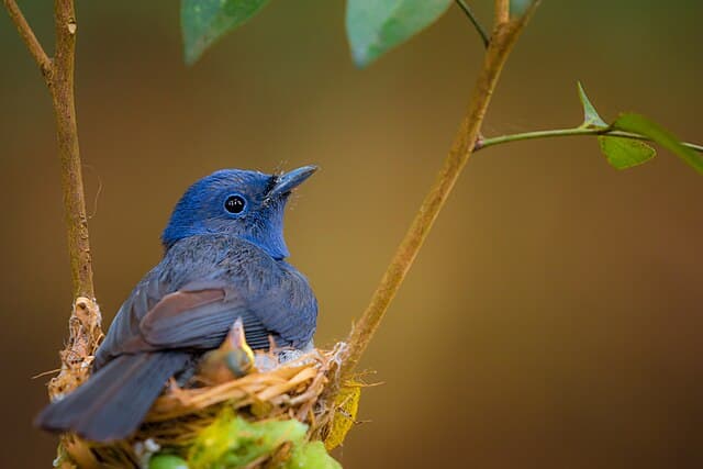 Birdlife at the lake