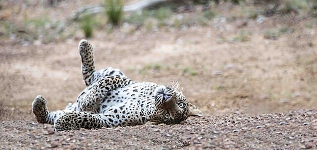 Leopard habitat