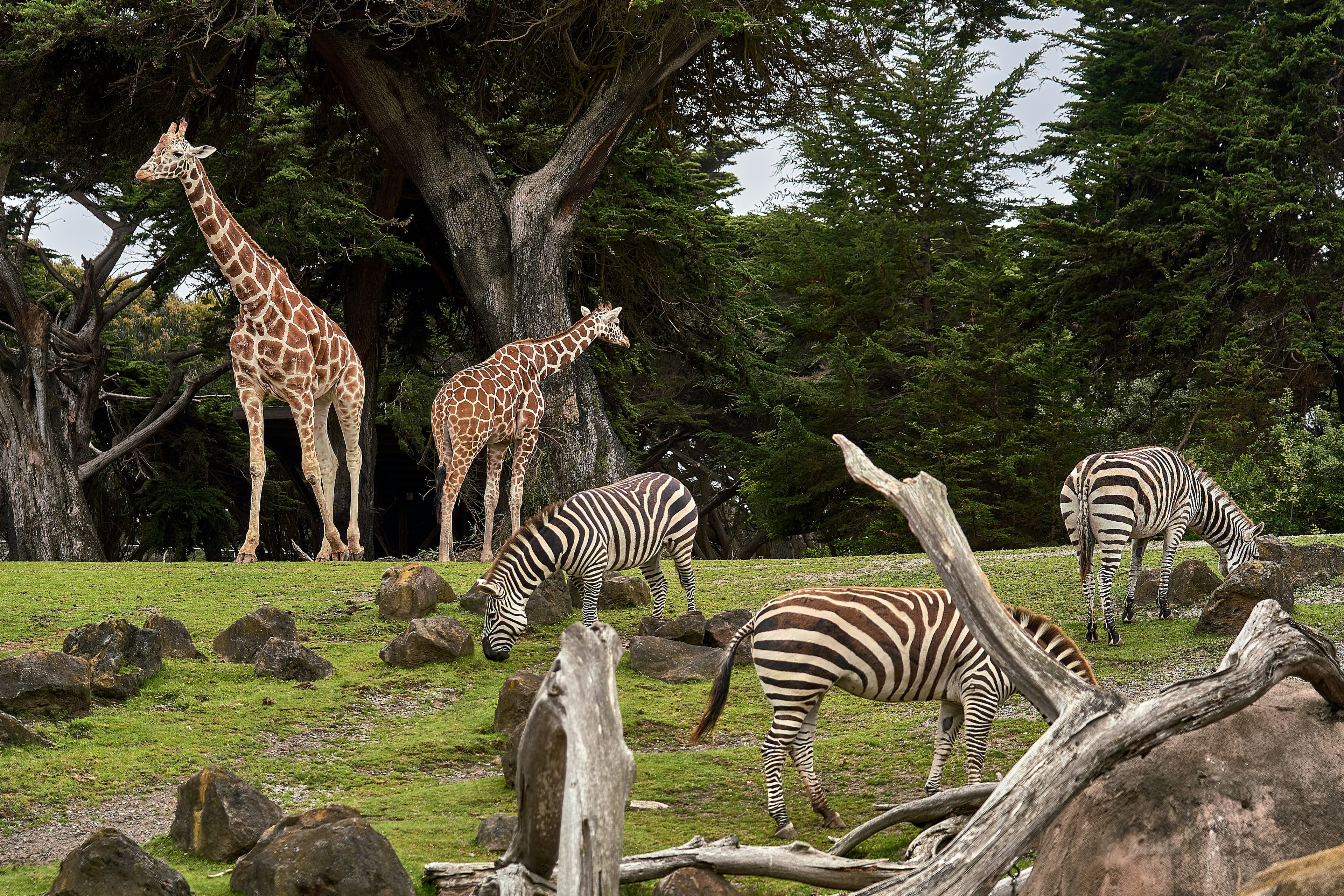 Luxury Safari Lodge — 3 Days
