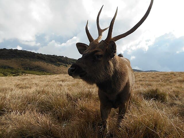 Sambar deer near the trailhead